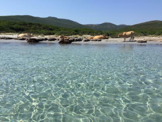 Casa Di Maria Otel Rogliano Dış mekan fotoğraf